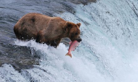 5 Tips for Photographing Grizzly Bears