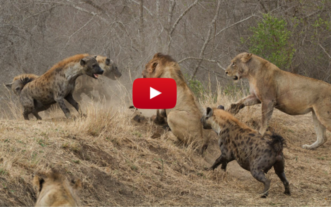 Mayhem Ensues as Lions and Hyenas Go to War Over a Buffalo Carcass (Video)