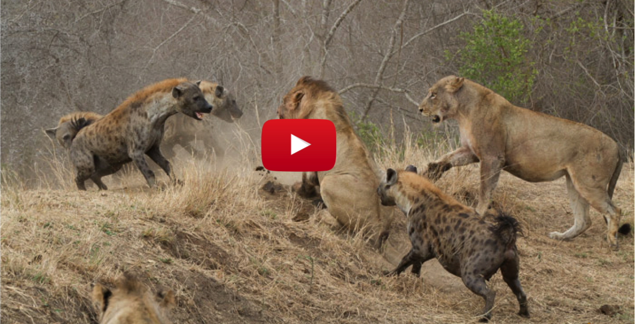 Mayhem Ensues as Lions and Hyenas Go to War Over a Buffalo Carcass (Video)
