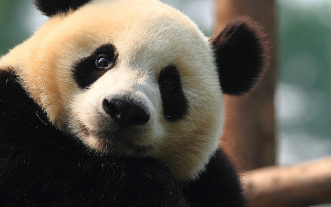 5 Iconic At-Risk Species (And Where to Travel to See Them)