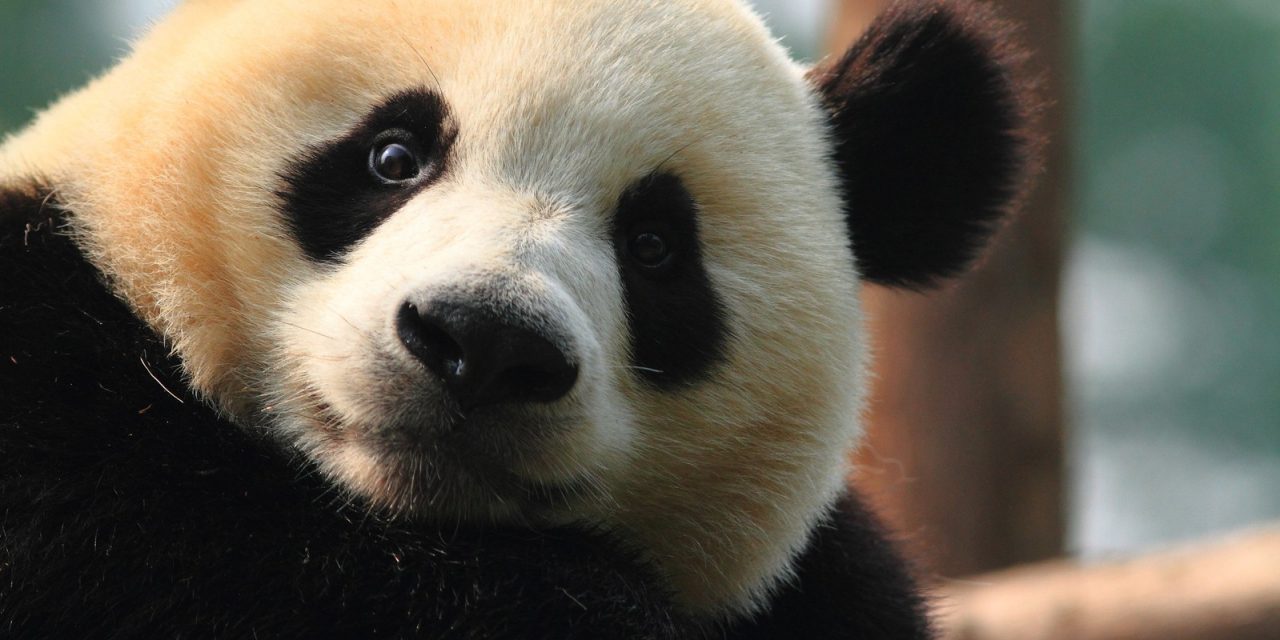 The Giant Panda: 6 Incredible Facts about the World’s Cutest Creature