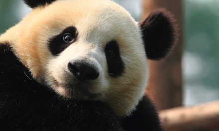 5 Iconic At-Risk Species (And Where to Travel to See Them)