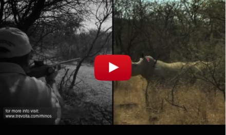 Massive Airlift Underway to Save South Africa's Quickly Vanishing Rhinos (Video)