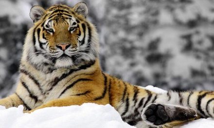 See—and Save—Bengal Tigers in India