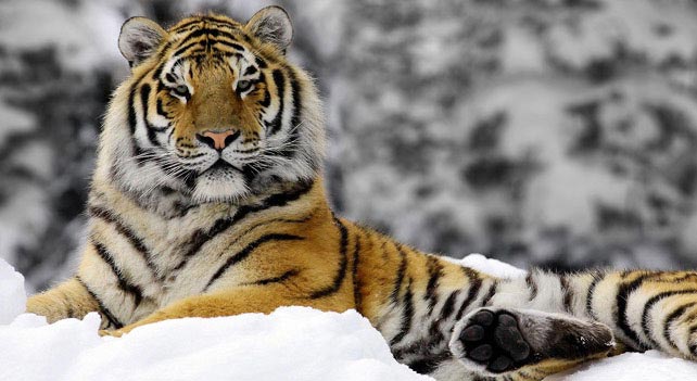 See—and Save—Bengal Tigers in India