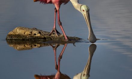 Wildlife Photo of the Week: Roseate Spoonbill