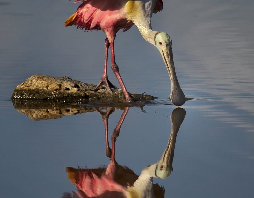 Wildlife Photo of the Week: Roseate Spoonbill