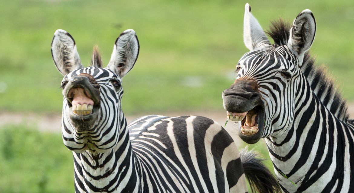 Wildlife Photo of the Week: Zebras in Tanzania