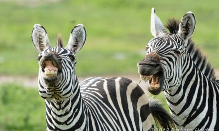 Wildlife Photo of the Week: Zebras in Tanzania