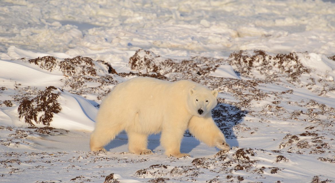 Wildlife Photo of the Week: Polar Bear Strolling