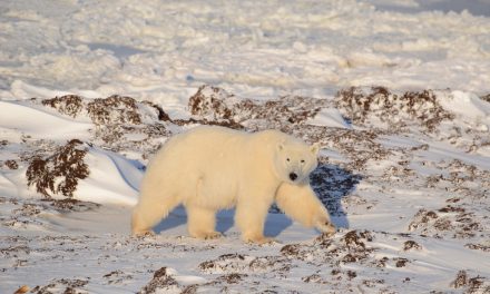 Wildlife Photo of the Week: Polar Bear Strolling