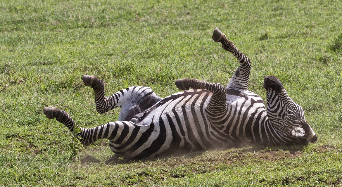 Wildlife Photo of the Week: Zebra in Tanzania