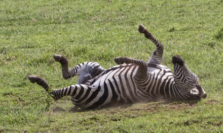 Wildlife Photo of the Week: Zebra in Tanzania