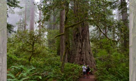 Photo Journal: the Tall Trees of Redwood National Park