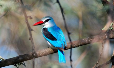 Meet the Colorful Kingfishers of Southern Africa