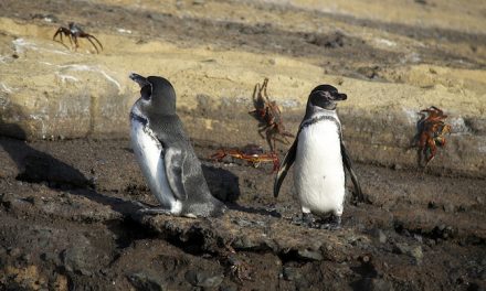 Will Climate Change Save the Galapagos Penguin?