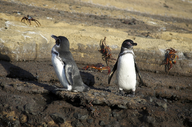 galapagos penguins