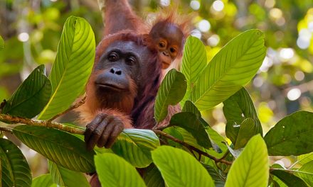 Traveler Videos: The Wilds of Borneo