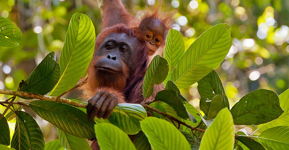 Wild orangutans in Borneo, Malaysia