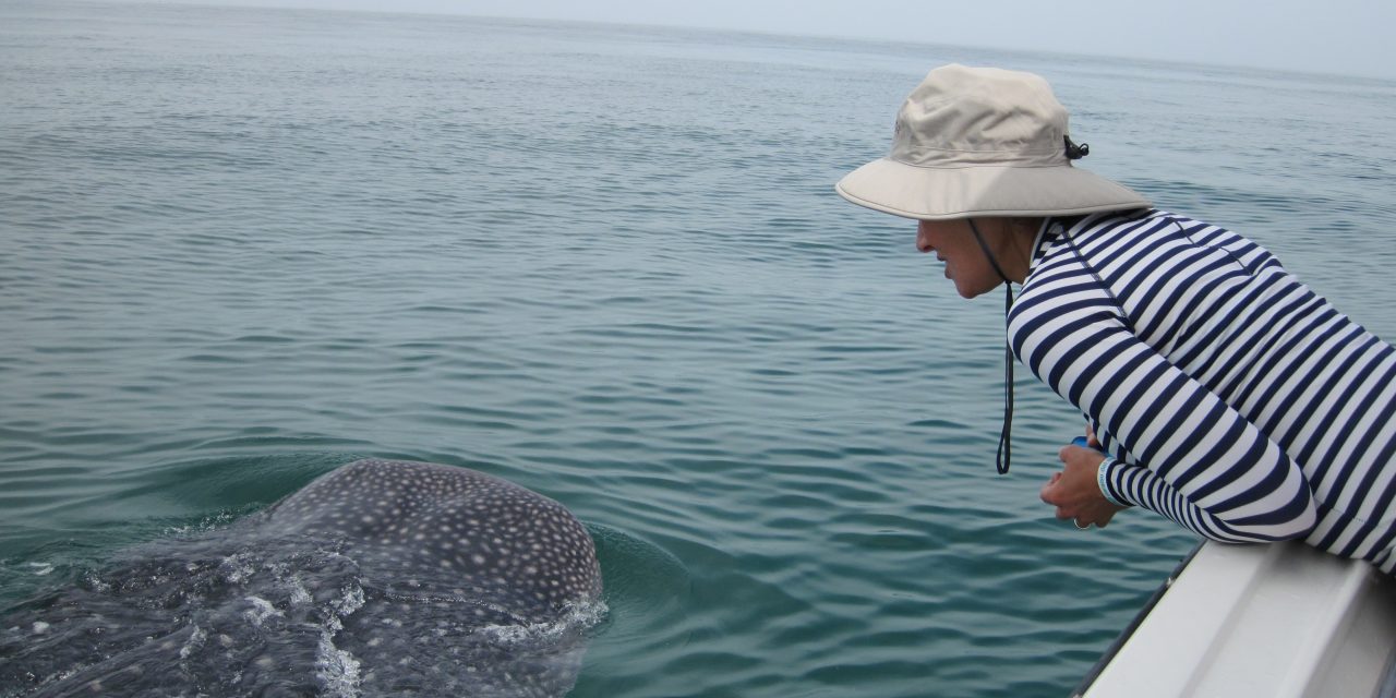 3 Things I Learned While Swimming with Whale Sharks