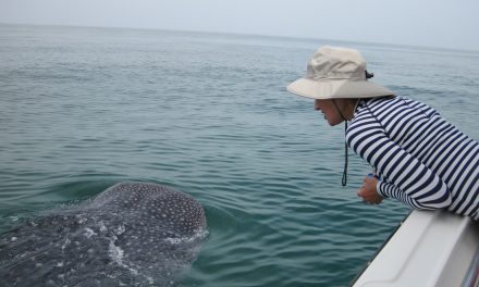 3 Things I Learned While Swimming with Whale Sharks