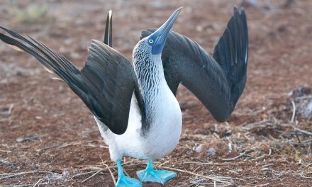 Get Down & Boogie with a (Blue-footed) Booby!