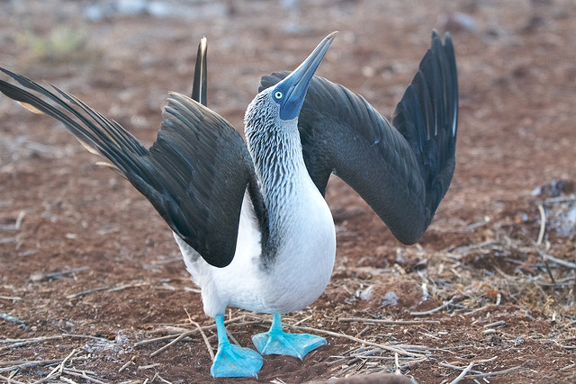Get Down & Boogie with a (Blue-footed) Booby!