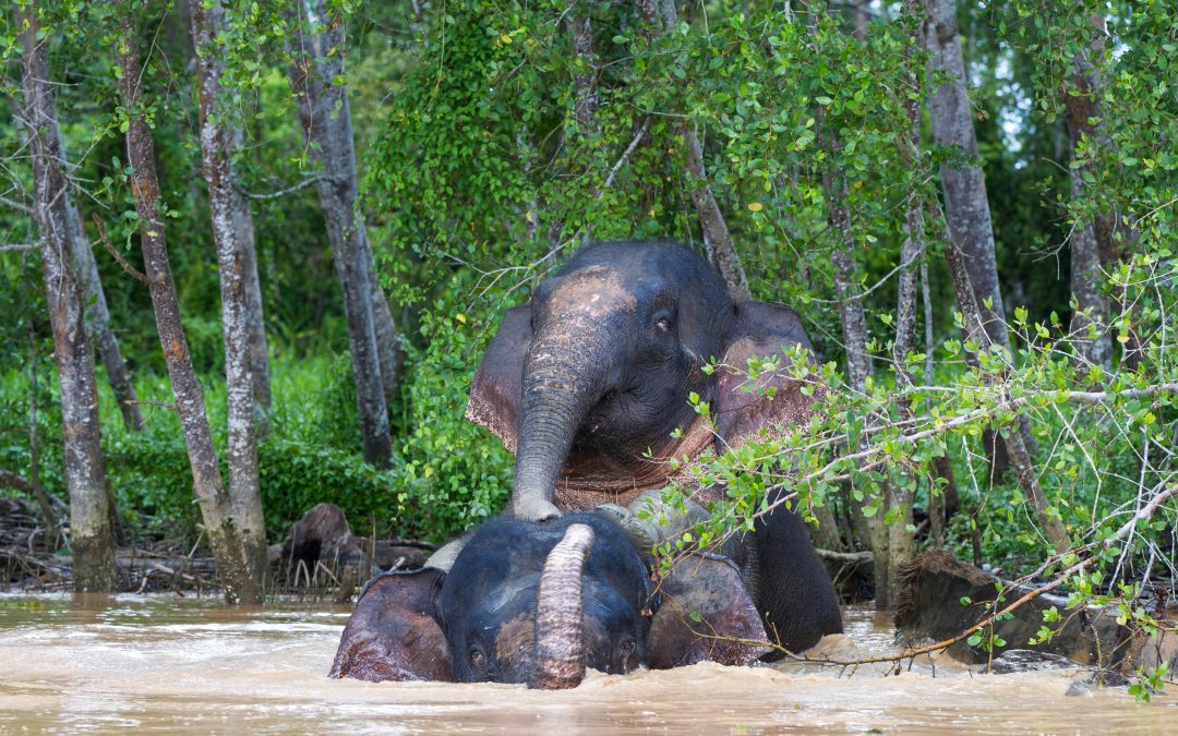 Nature Paradise & Conservation Awaits in Borneo: Top Wildlife Photos