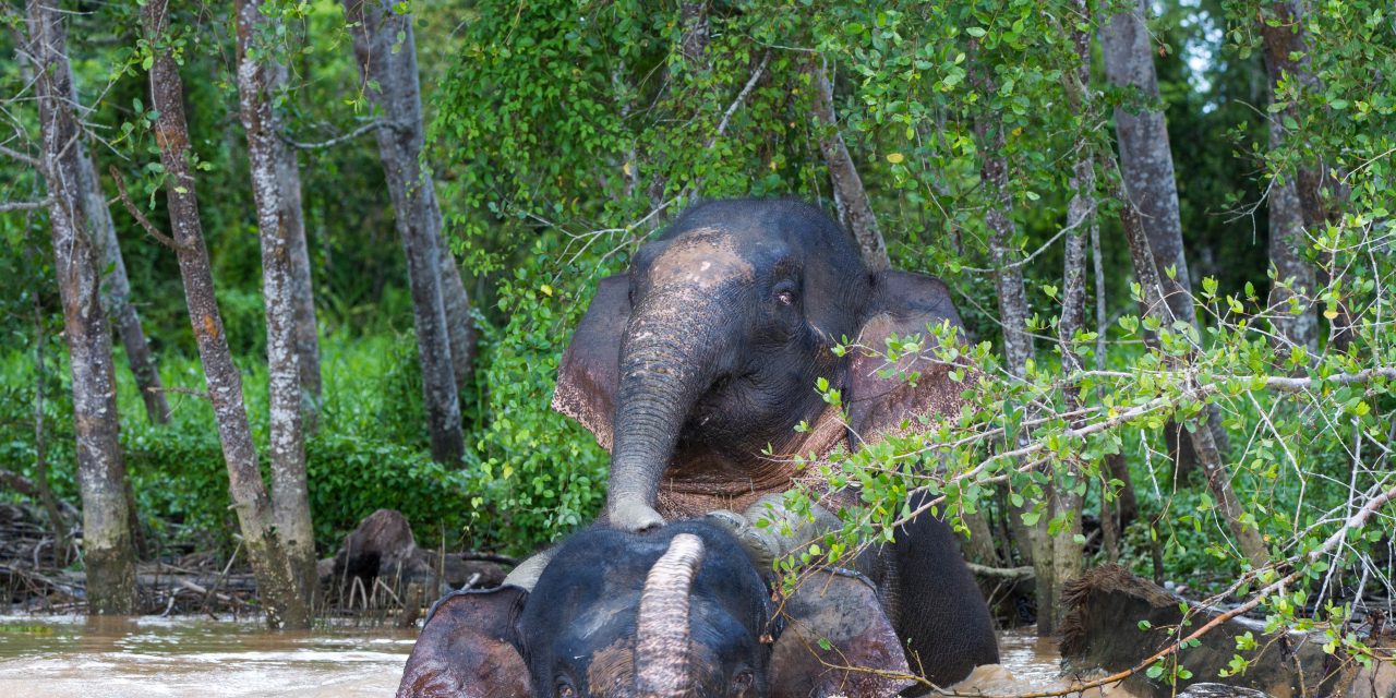 Nature Paradise & Conservation Awaits in Borneo: Top Wildlife Photos