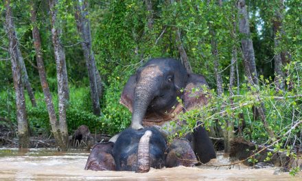 Nature Paradise & Conservation Awaits in Borneo: Top Wildlife Photos
