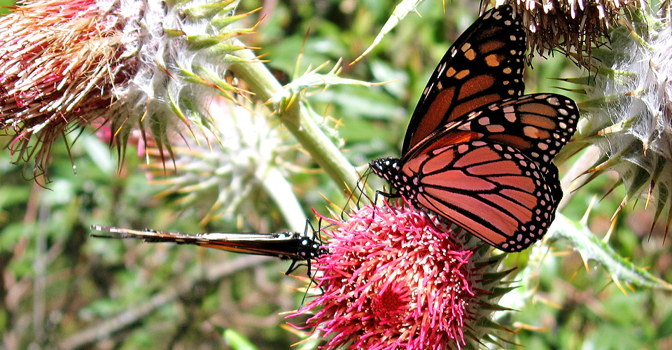 On a Wing and a Prayer: 5 Fascinating Facts about the Monarch Butterfly