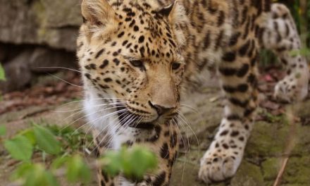 Reefs to Ruins to Rain Forest – the Caribbean’s Best Kept Secret isn’t even an Island!