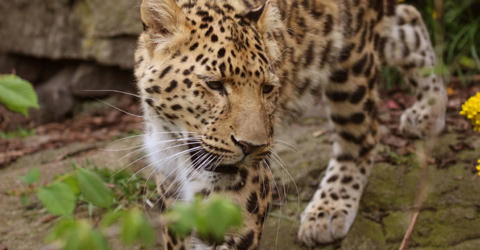 Reefs to Ruins to Rain Forest – the Caribbean’s Best Kept Secret isn’t even an Island!