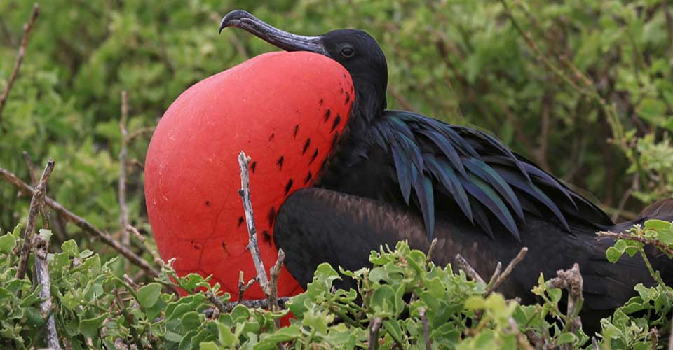 Top Galapagos Islands Birds to See (Part Two)