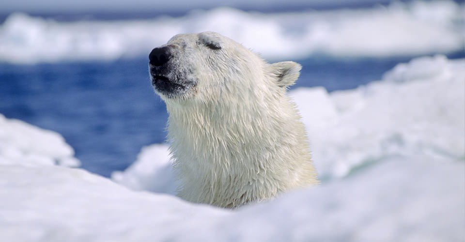 The Time to See—and Save—Polar Bears is Now
