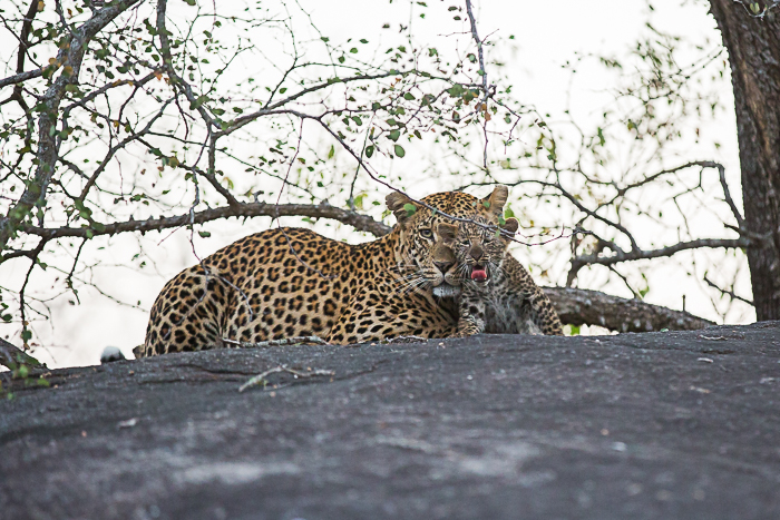 Meet the New Leopard Cubs at Londolozi