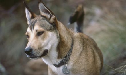 Video: Denali, the Adventure Dog