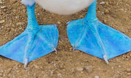 Top Galapagos Islands Birds to See (Part One)