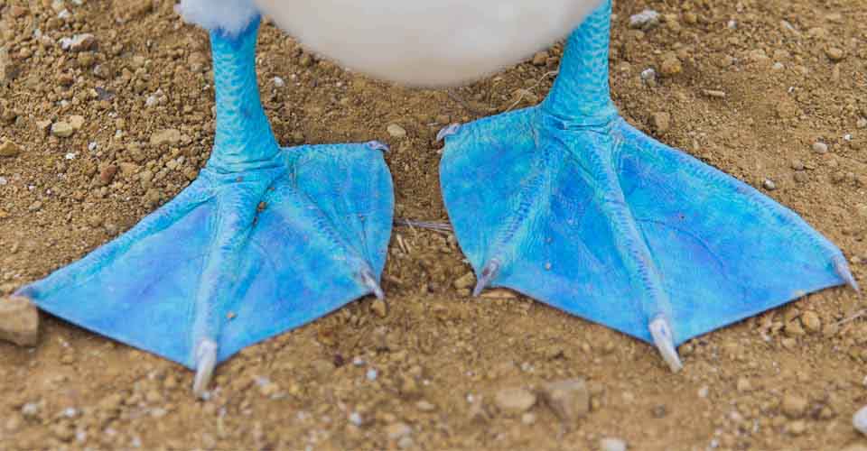 Top Galapagos Islands Birds to See (Part One)