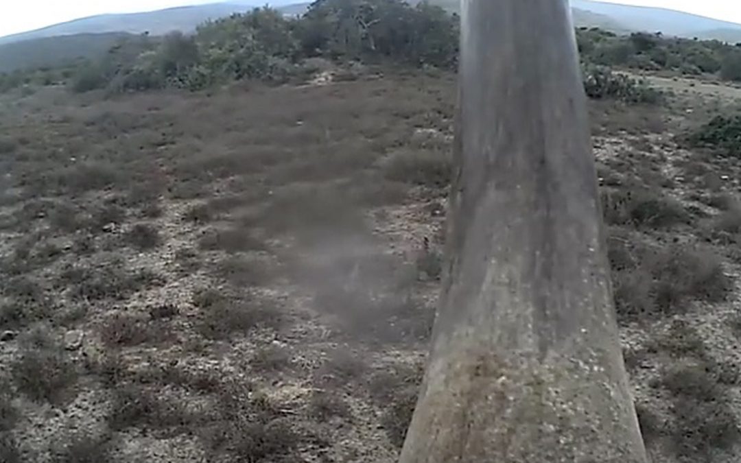 Video: New Rhino Cam Could Help Thwart Poachers