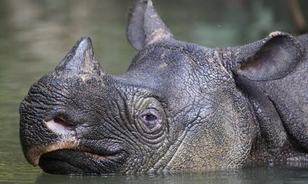 See—and Save—the Endangered Rhino