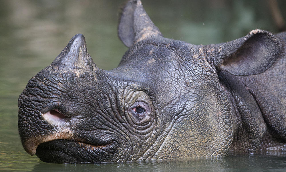 See—and Save—the Endangered Rhino