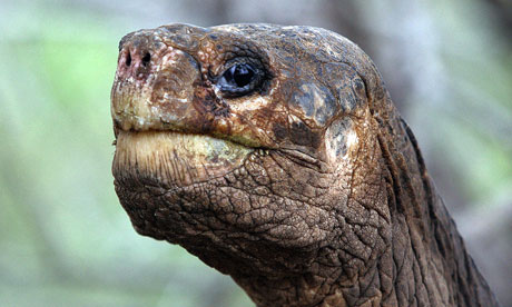 The Ongoing Legacy of Lonesome George – a Conservation Hero