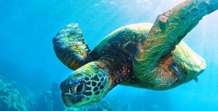 See and Save Sea Turtles