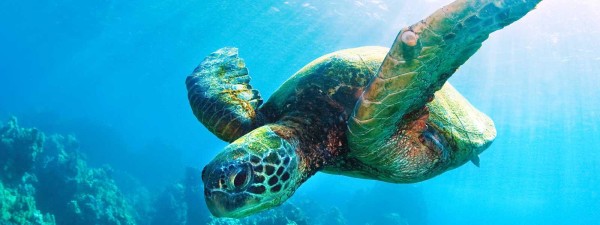See and Save Sea Turtles