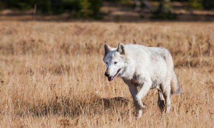 Wolves Return to California, but for How Long?