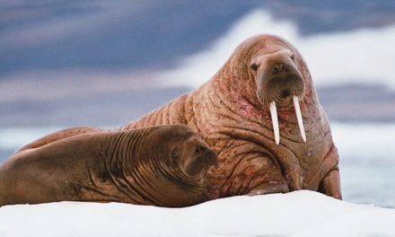 Environmental Activism: Arctic Drilling and Cecil, the Lion