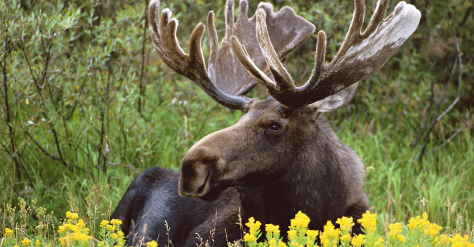 Wildlife Roundup – Top 5 North American Animals You Can Still See in the Wild