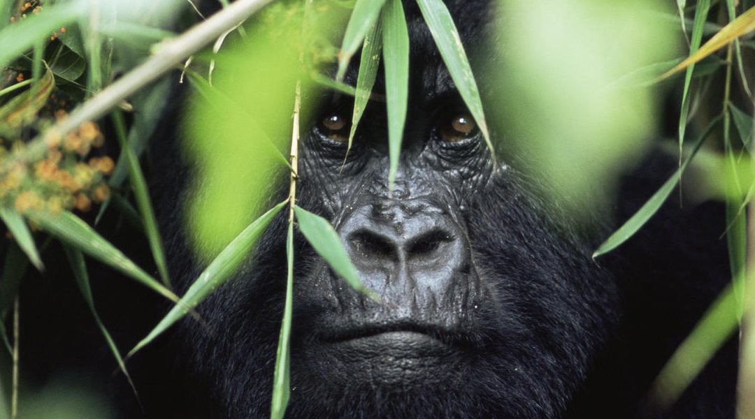 See—and Save—Endangered Gorillas in the Mist