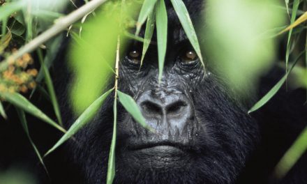 See—and Save—Endangered Gorillas in the Mist